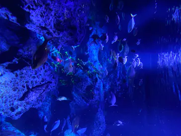 すみだ水族館に投稿された画像（2020/8/19）