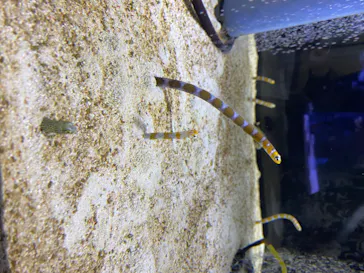 すみだ水族館に投稿された画像（2020/8/19）