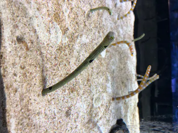 すみだ水族館に投稿された画像（2020/8/19）