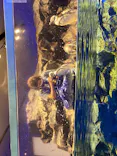 すみだ水族館に投稿された画像（2020/8/19）