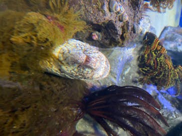 サンシャイン水族館に投稿された画像（2020/8/19）