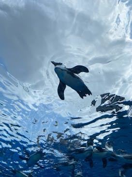 サンシャイン水族館に投稿された画像（2020/8/19）