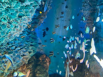 サンシャイン水族館に投稿された画像（2020/8/19）