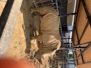 那須サファリパークに投稿された画像（2020/8/19）