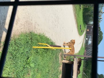 那須サファリパークに投稿された画像（2020/8/19）