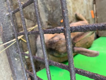 那須サファリパークに投稿された画像（2020/8/19）