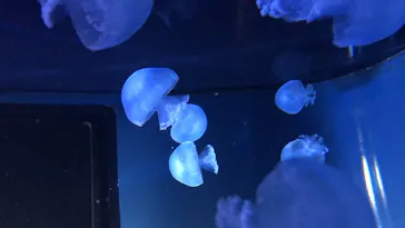 すみだ水族館に投稿された画像（2020/8/19）