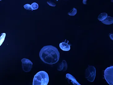 すみだ水族館に投稿された画像（2020/8/19）