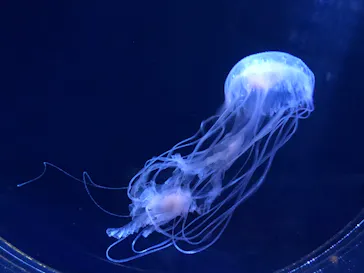 すみだ水族館に投稿された画像（2020/8/19）