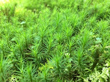 箱根美術館に投稿された画像（2020/8/19）