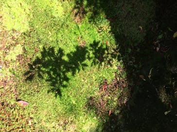 箱根美術館に投稿された画像（2020/8/19）