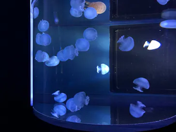 すみだ水族館に投稿された画像（2020/8/19）