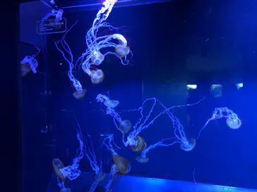 すみだ水族館に投稿された画像（2020/8/19）