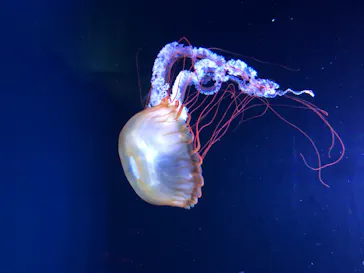 すみだ水族館に投稿された画像（2020/8/19）