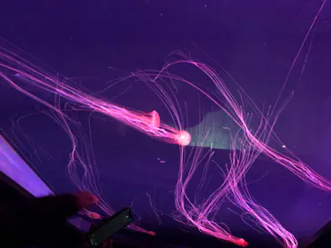 すみだ水族館に投稿された画像（2020/8/19）