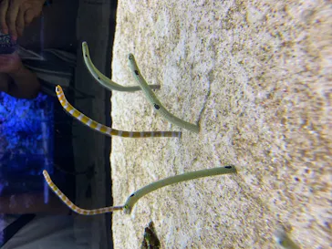 すみだ水族館に投稿された画像（2020/8/19）