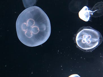 サンシャイン水族館に投稿された画像（2020/8/19）