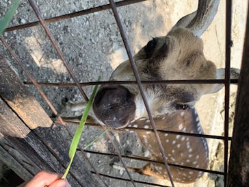 群馬サファリパークに投稿された画像（2020/8/19）