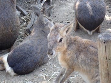 群馬サファリパークに投稿された画像（2020/8/19）