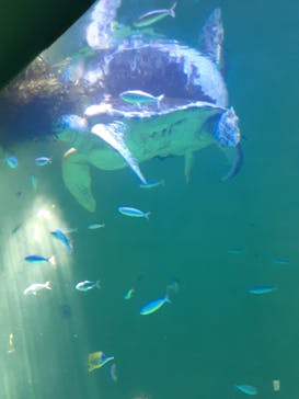 鳥羽水族館に投稿された画像（2020/8/19）