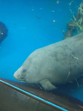 鳥羽水族館に投稿された画像（2020/8/19）