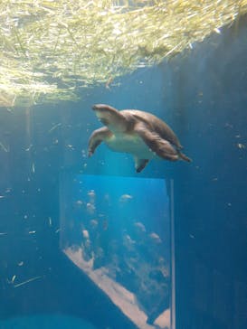 鳥羽水族館に投稿された画像（2020/8/19）