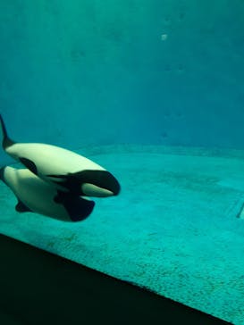 鳥羽水族館に投稿された画像（2020/8/19）