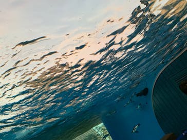 サンシャイン水族館に投稿された画像（2020/8/19）