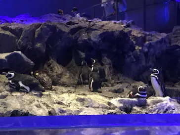 すみだ水族館に投稿された画像（2020/8/19）