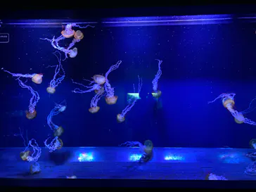 すみだ水族館に投稿された画像（2020/8/19）