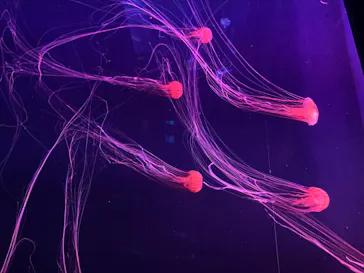 すみだ水族館に投稿された画像（2020/8/19）