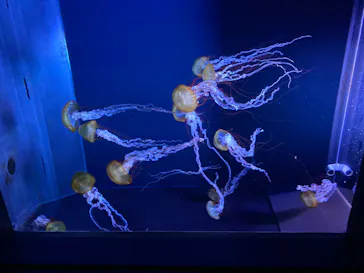 すみだ水族館に投稿された画像（2020/8/19）