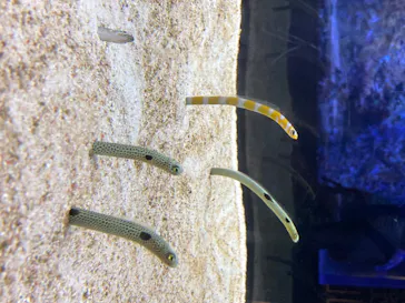 すみだ水族館に投稿された画像（2020/8/19）