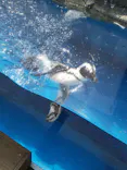 仙台うみの杜水族館に投稿された画像（2020/8/19）