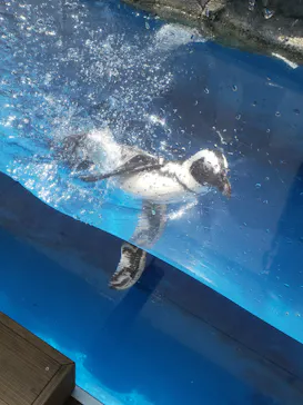 仙台うみの杜水族館に投稿された画像（2020/8/19）