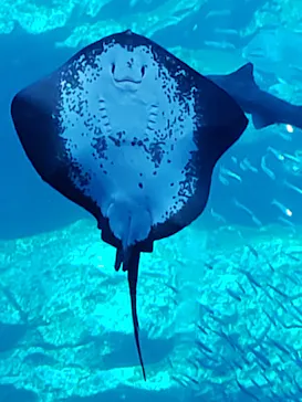 仙台うみの杜水族館に投稿された画像（2020/8/19）