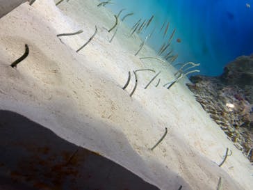 アクアワールド茨城県大洗水族館に投稿された画像（2020/8/19）