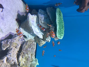 アクアワールド茨城県大洗水族館に投稿された画像（2020/8/19）