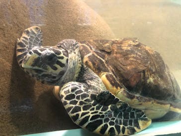 マリンワールド海の中道に投稿された画像（2020/8/19）