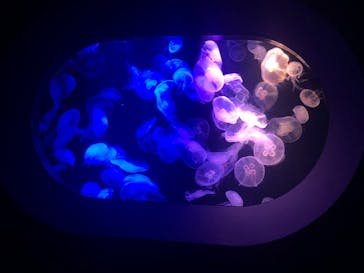 マリンワールド海の中道に投稿された画像（2020/8/19）