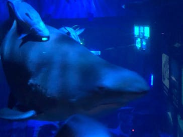 マリンワールド海の中道に投稿された画像（2020/8/19）