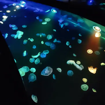 すみだ水族館に投稿された画像（2020/8/19）