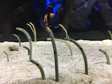 すみだ水族館に投稿された画像（2020/8/19）