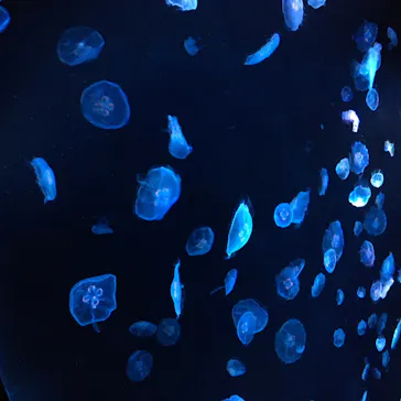 すみだ水族館に投稿された画像（2020/8/19）