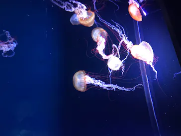 すみだ水族館に投稿された画像（2020/8/19）