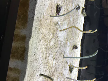 すみだ水族館に投稿された画像（2020/8/19）