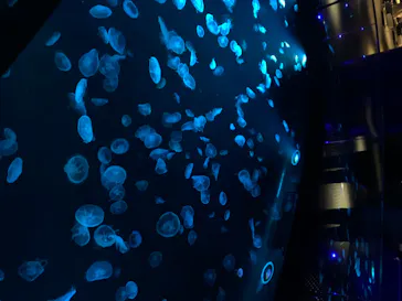 すみだ水族館に投稿された画像（2020/8/19）