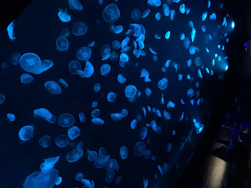 すみだ水族館に投稿された画像（2020/8/19）