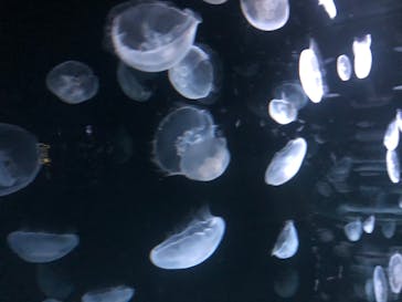 サンシャイン水族館に投稿された画像（2020/8/19）