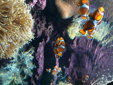 サンシャイン水族館に投稿された画像（2020/8/19）